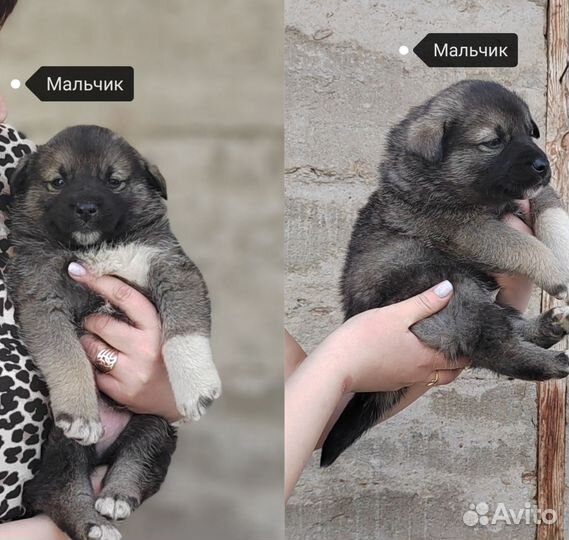 Собака в добрые руки отдам бесплатно