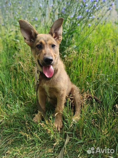 Щенок в добрые руки