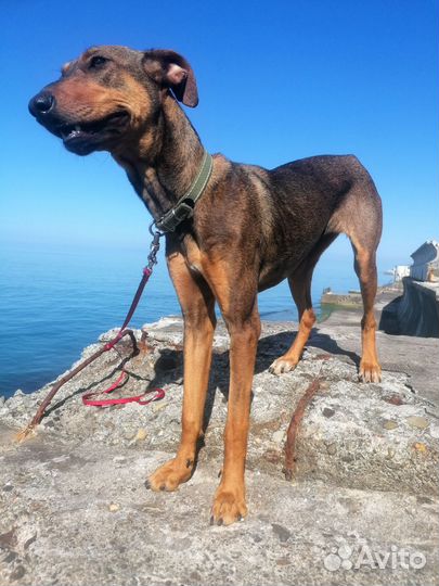 Собака бесплатно