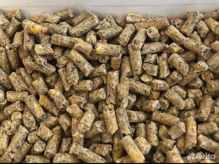 Перепелка старт