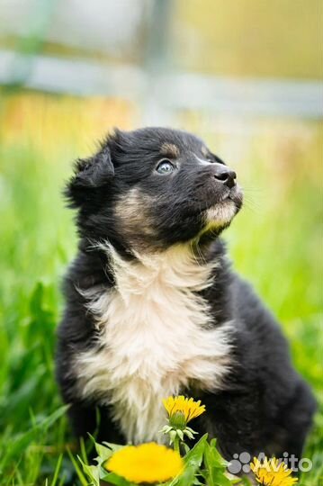 Щенок девочка 2 месяца