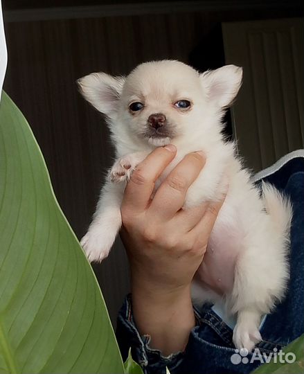 Чихуахуа девочка