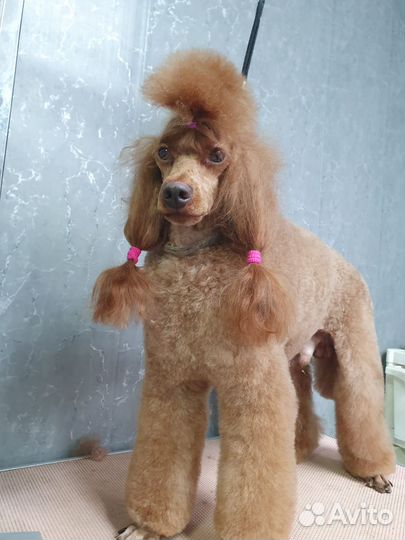 Пудель. Вязка