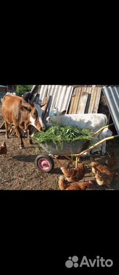 Продам корову с теленком