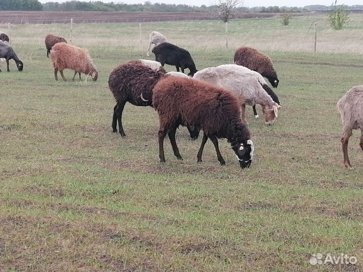 Овцы бараны матки ягнята