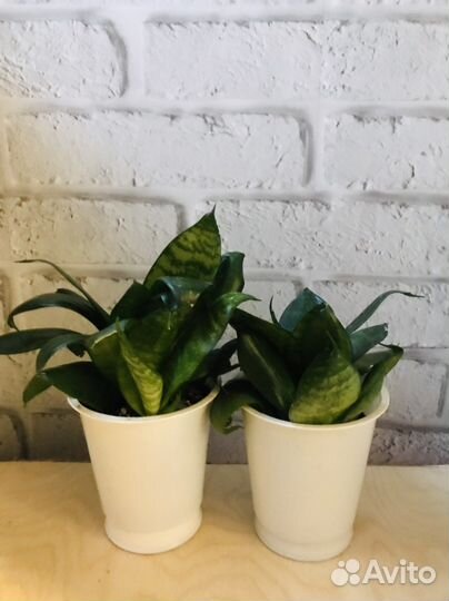 Сансевиерия/тещин язык/щучий хвост