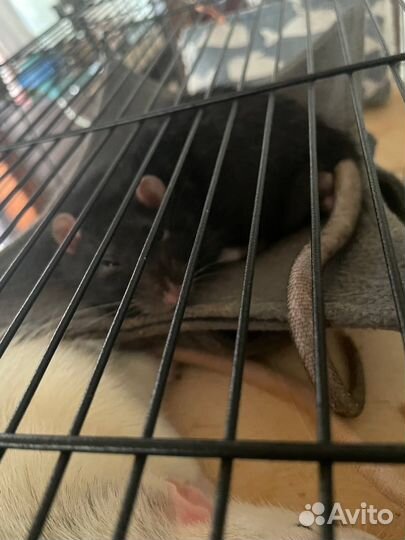 Крыса домашняя с клеткой в добрые руки