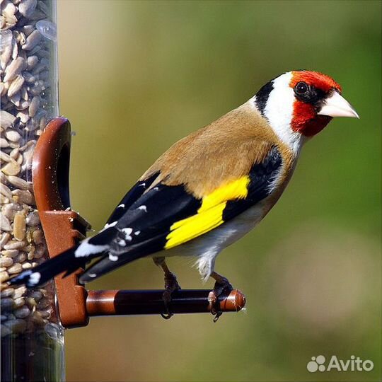 Щегол, чиж, овсянка, вьюрок, и другие певчие птицы