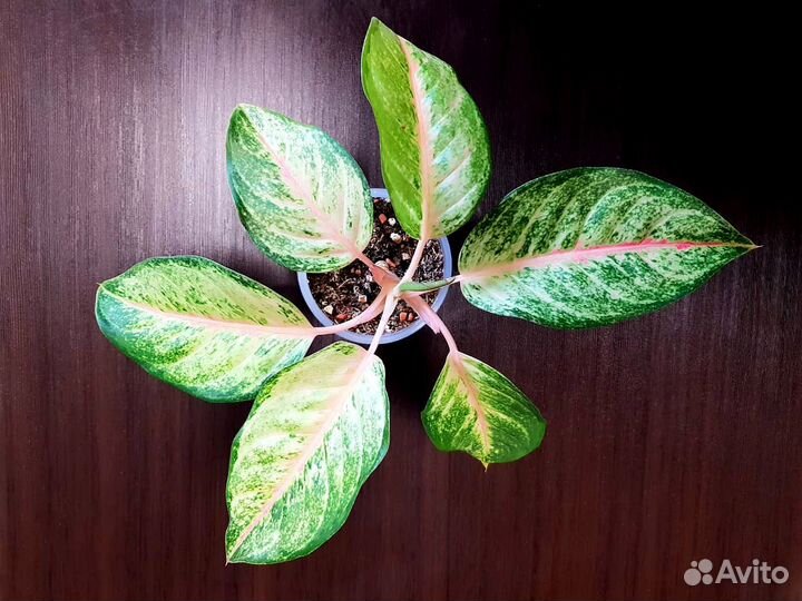 Аглаонема Lucky pink (домашняя детка)