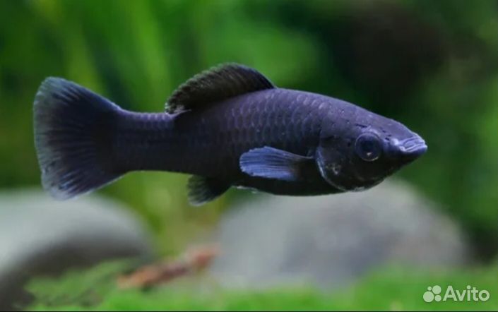 Моллинезии и гуппи