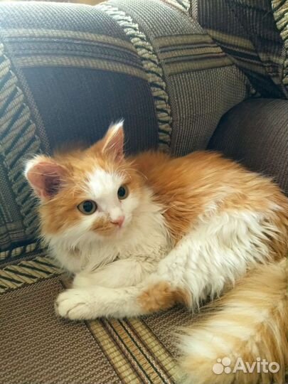 Котик, 4,5 месяца