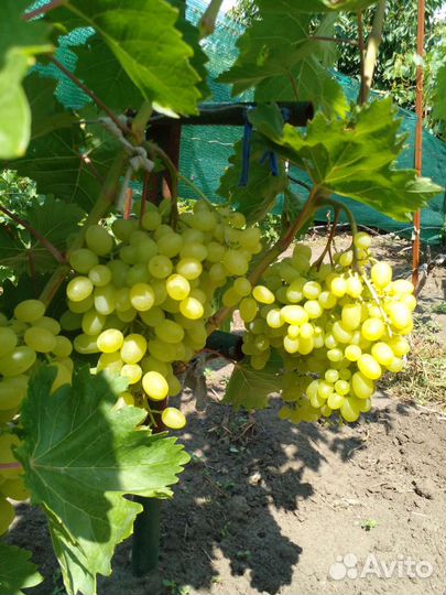 Черенки винограда