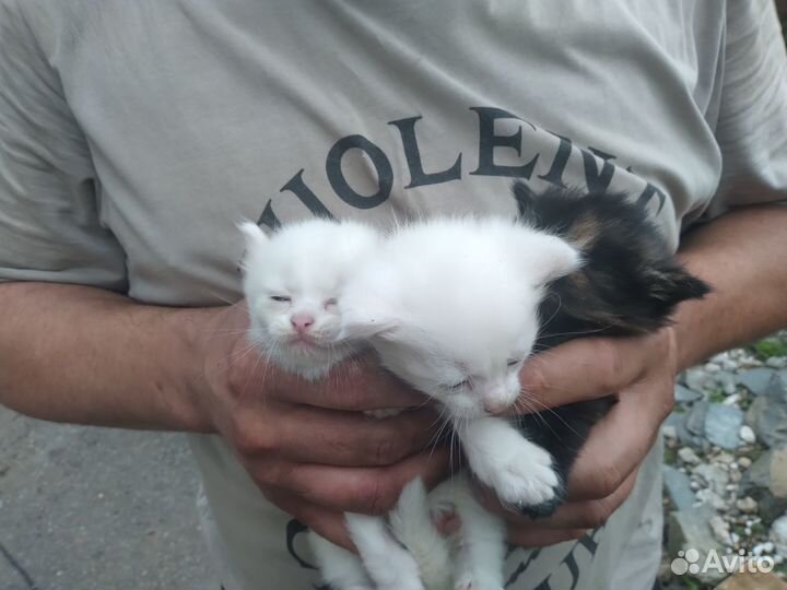 Котята бесплатно