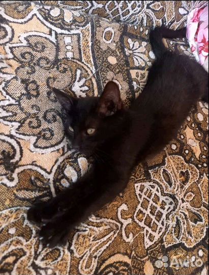 Котенка выкинули в пакете