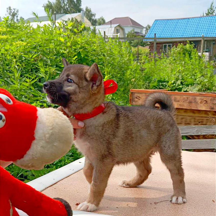 Маленький щенок в добрые руки бесплатно