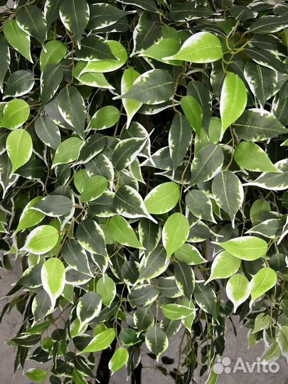 Искусственный Фикус Бенжамина