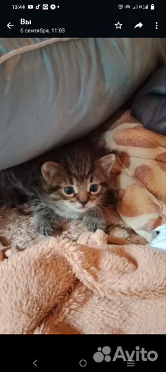 Котенок