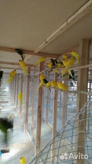 Попугаи разных пород,розелла,корелла,воробьиный