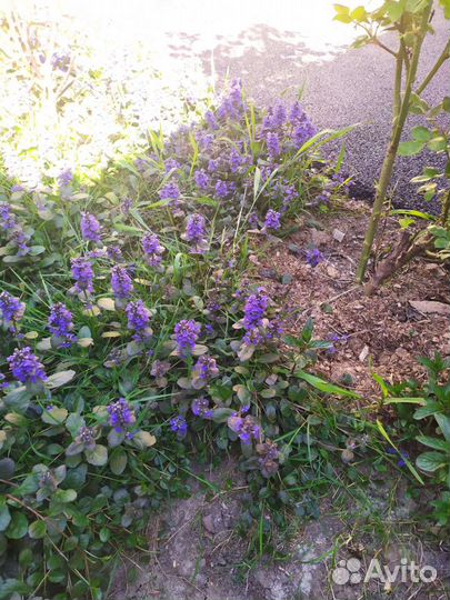 Цветы почвопокровники