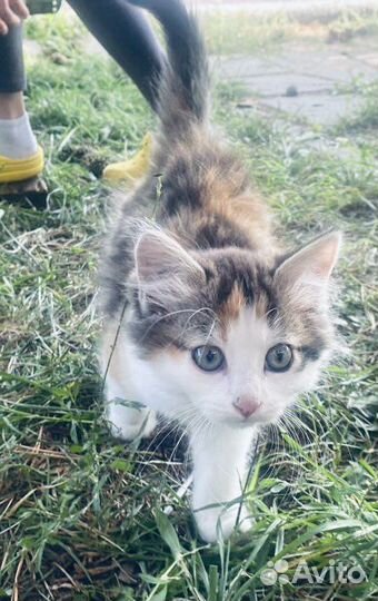 Малышка трехцветная Ася ищет семью