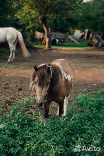 Пpодам Шетлeндскую пони