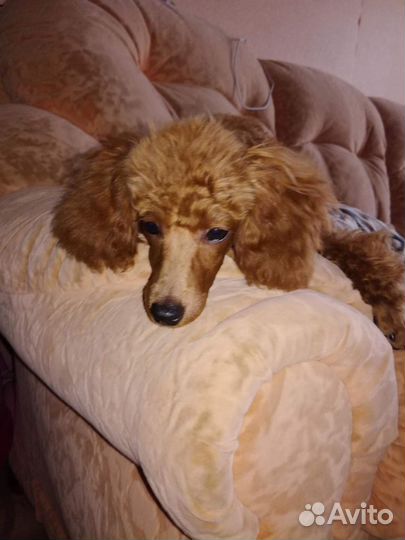 Пудель- вязка