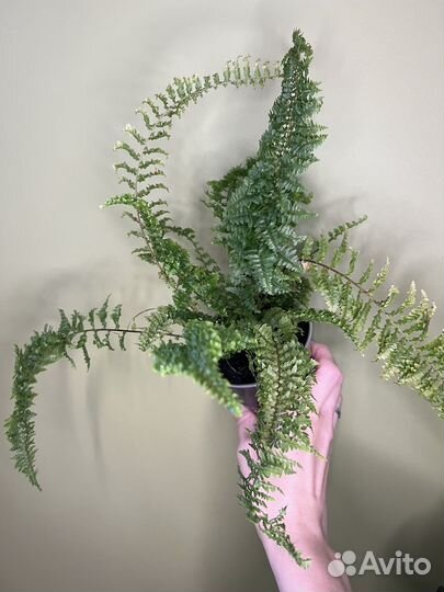 Папоротник нефролепис микс