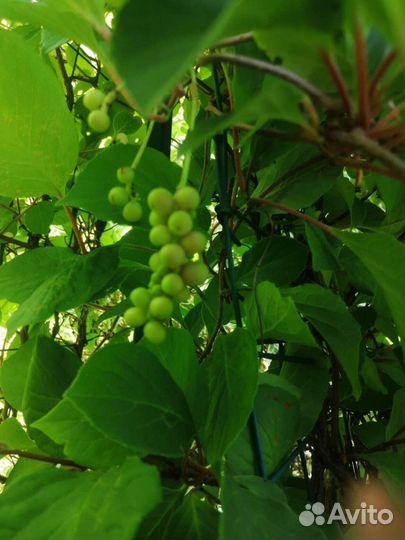 Лимонник китайский. Лиана