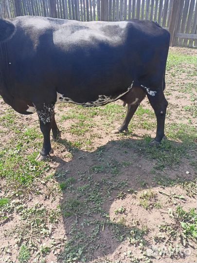 Коровы и телка