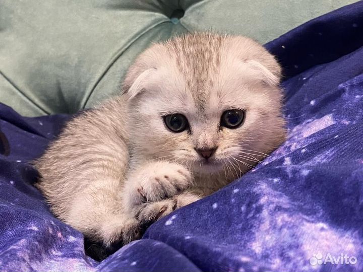 Шотландские котята
