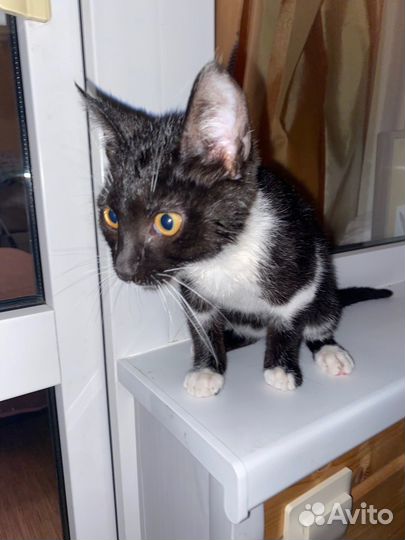 Котенок