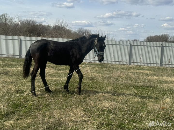 Орловский жеребчик