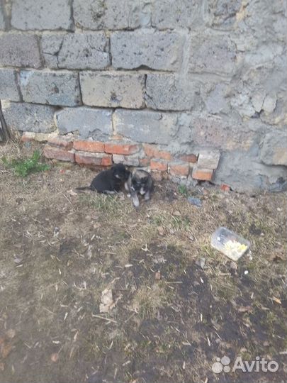 Щеночки в добрые руки