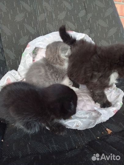 Кошка