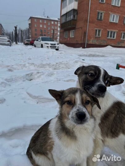 Щенки просят помощи