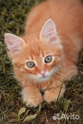 Рыжий котенок мальчик