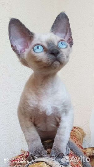 Котята девон-рекс