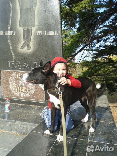 Собака в добрые руки отдам