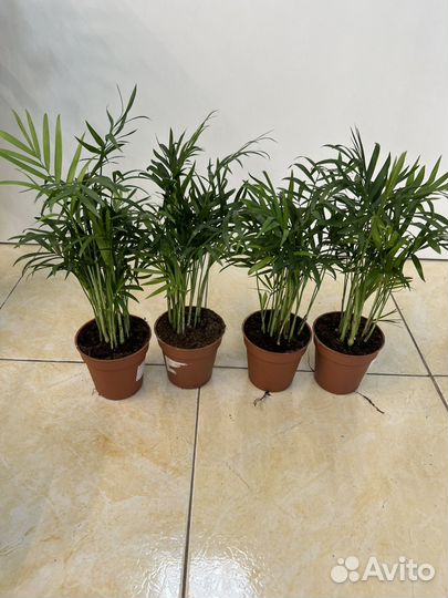 Пальма хамедорея