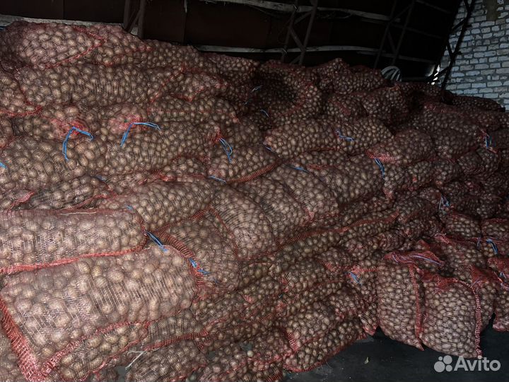 Картофель семенной