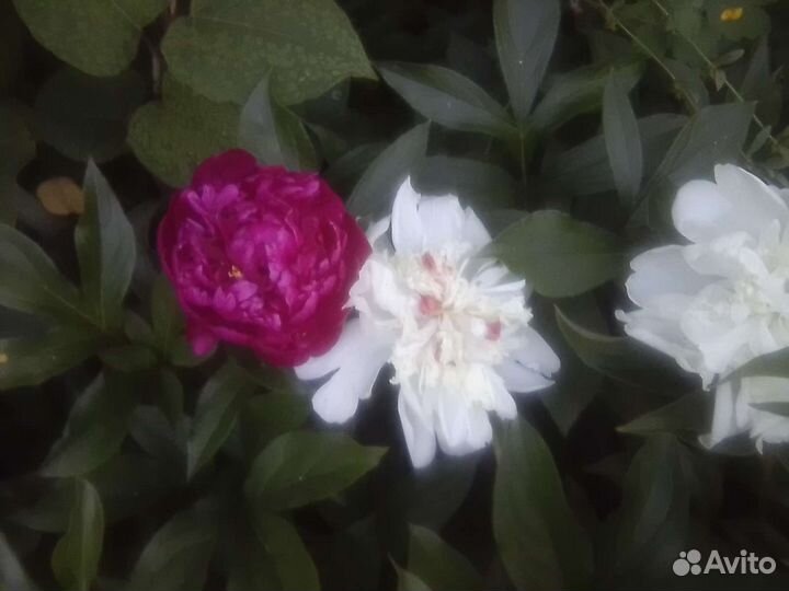 Корни пиона