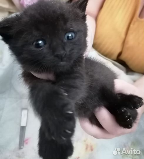 Котята