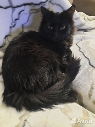 Красавчик в дар