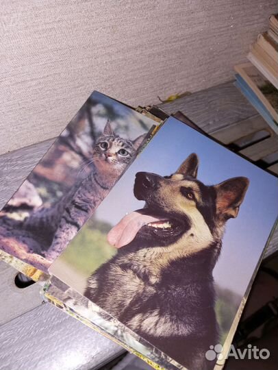 Наборы открыток и фото, животные