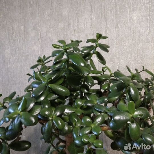 Цветы: Каланхоэ,Алое,Пеларгония,Традескан и другие