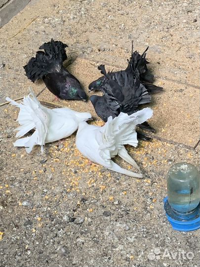 Голуби павлины