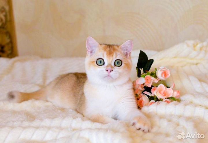 Британский мальчик