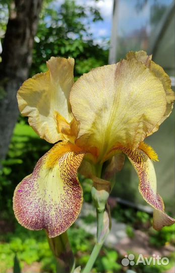 Ирис бородатый