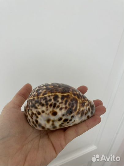 Морские ракушки Ципрея Тигрис, Мурекс Ветвистый