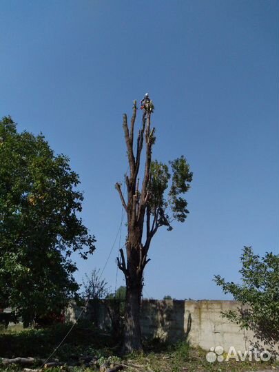 Спил деревьев